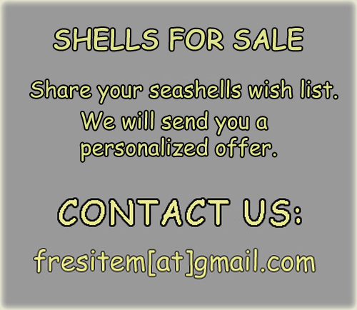 CONTACTO ALBORAN SHELLS