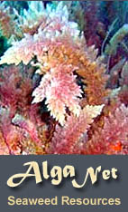 SEAWEED RESOURCES